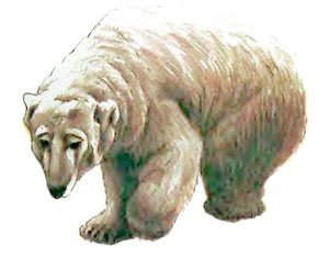 Фрам — полярный медведь - i_085.jpg