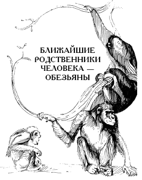 Энциклопедия животных - i_027.png