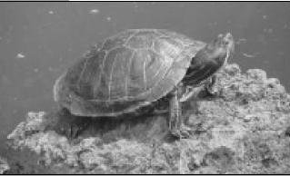 Красноухие черепахи - i_001.jpg