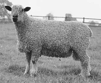 Болезни овец и коз - i_001.jpg