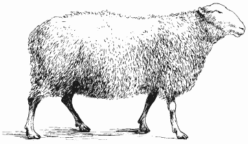 Болезни овец и коз - i_002.png
