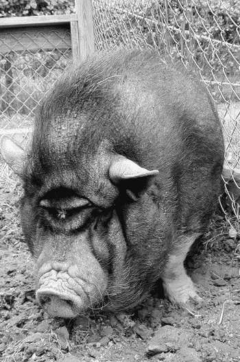 Болезни свиней - i_001.jpg