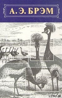 Книга Жизнь животных, Том II, Птицы