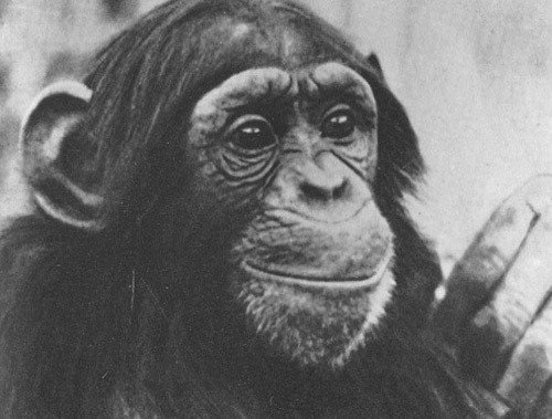 Шимпанзе горы Ассерик - i_033.jpg