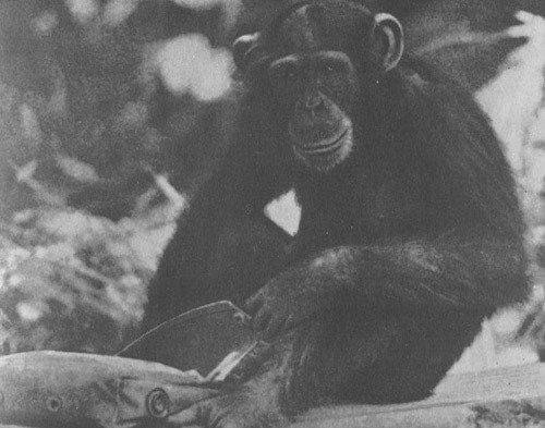 Шимпанзе горы Ассерик - i_044.jpg