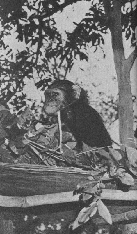 Шимпанзе горы Ассерик - i_046.jpg