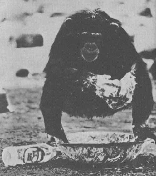 Шимпанзе горы Ассерик - i_049.jpg
