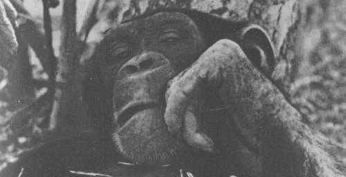 Шимпанзе горы Ассерик - i_050.jpg