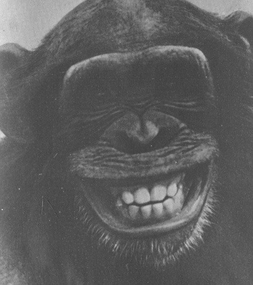 Шимпанзе горы Ассерик - i_051.jpg