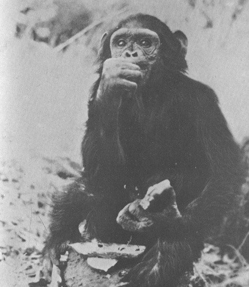 Шимпанзе горы Ассерик - i_058.jpg