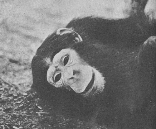 Шимпанзе горы Ассерик - i_060.jpg