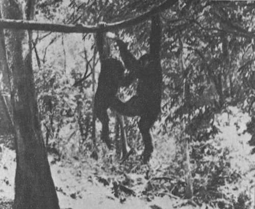 Шимпанзе горы Ассерик - i_067.jpg