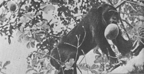 Шимпанзе горы Ассерик - i_072.jpg