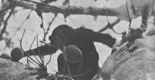 Шимпанзе горы Ассерик - i_073.jpg