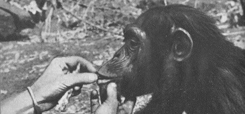 Шимпанзе горы Ассерик - i_074.jpg