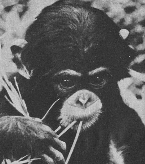 Шимпанзе горы Ассерик - i_077.jpg