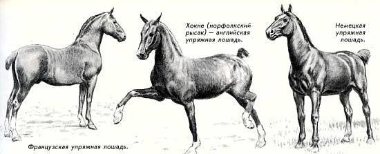 Лошади - _24.jpg