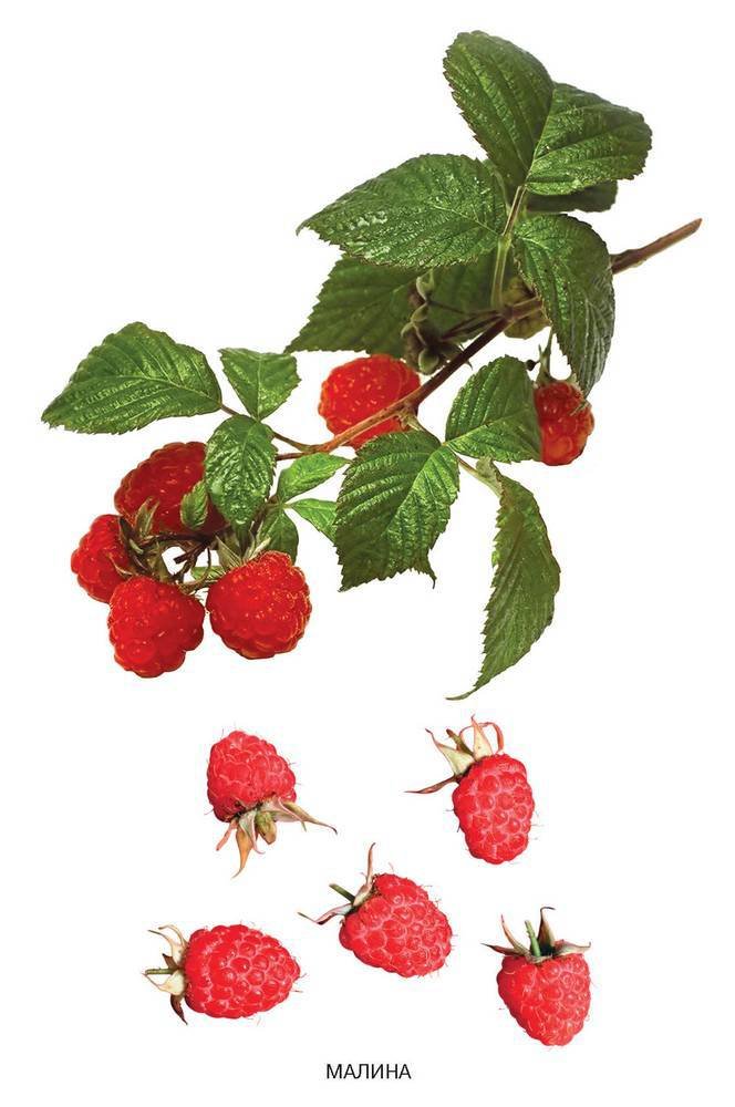 Расскажите детям о садовых ягодах - _3.jpg