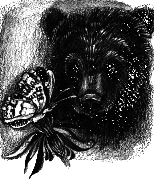 Медведь и бабочка - i_001.png