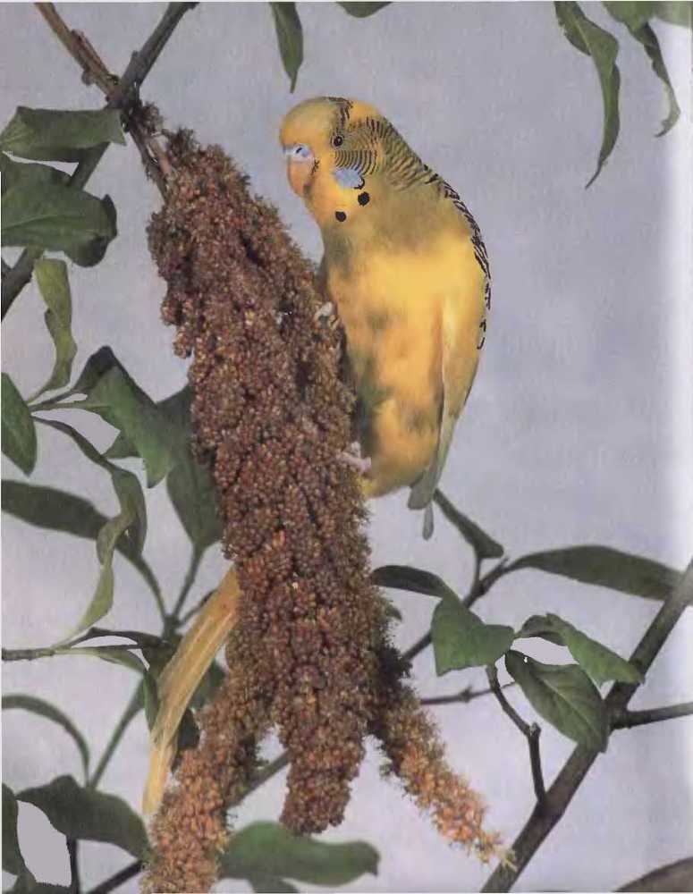 Волнистые попугаи - image3.jpg