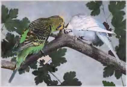 Волнистые попугаи - image34.jpg