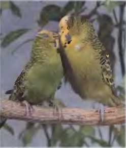 Волнистые попугаи - image43.jpg