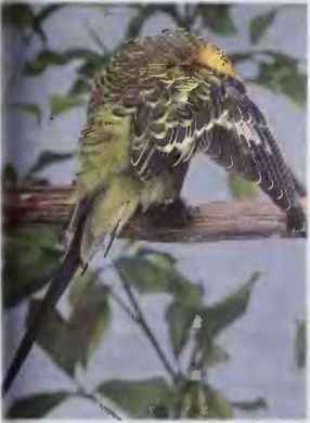 Волнистые попугаи - image44.jpg