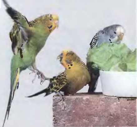 Волнистые попугаи - image45.jpg