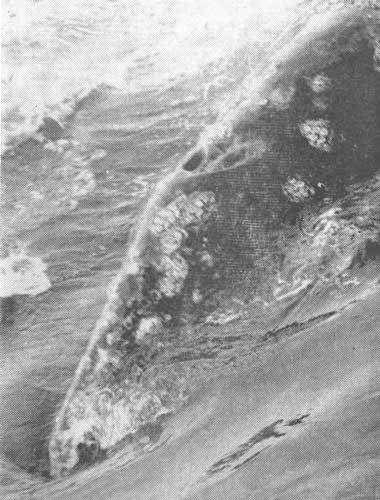 Тихоокеанские румбы - photo16.jpg