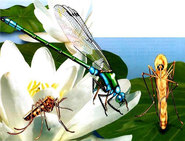 Жуки и другие удивительные насекомые - i_057.jpg