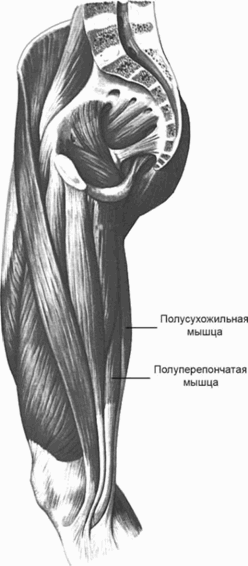 Физические упражнения для развития мышц задней поверхности бедра - i_002.png