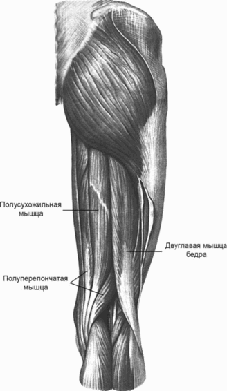 Физические упражнения для развития мышц задней поверхности бедра - i_003.png