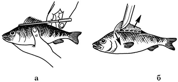 Как сохранить и приготовить рыбу на водоеме и дома - i_010.png