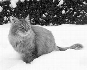 Сибирские кошки - i_001.jpg