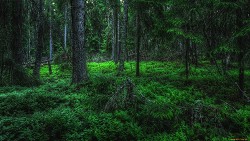 Книга Ночь в лесу (СИ)