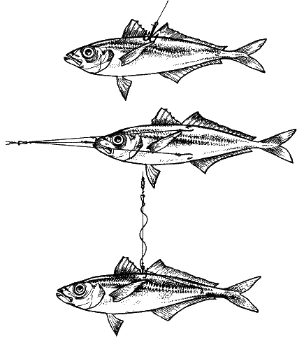 Большая книга рыболова–любителя (с цветной вкладкой) - _335.png